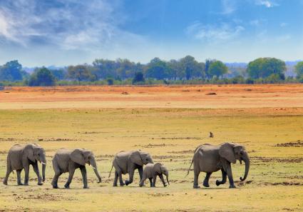 Elefanten im Südlua_9_2.jpg